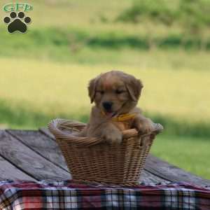 Supra, Golden Retriever Puppy